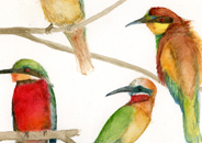 Bee eaters