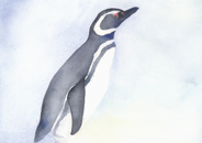 Pingüino de Magallanes