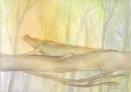 Lagartija de quebrachales