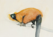 Red ruffed lemur